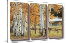 Birch Beauty-Mike Jones-Stretched Canvas
