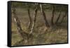 Birch (Betula Sp) Trees Growing Amongst Old Railway Sidings, Berlin, Germany, June-Florian Mã¶Llers-Framed Stretched Canvas