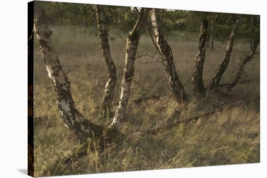 Birch (Betula Sp) Trees Growing Amongst Old Railway Sidings, Berlin, Germany, June-Florian Mã¶Llers-Stretched Canvas