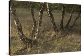 Birch (Betula Sp) Trees Growing Amongst Old Railway Sidings, Berlin, Germany, June-Florian Mã¶Llers-Stretched Canvas