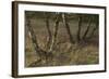 Birch (Betula Sp) Trees Growing Amongst Old Railway Sidings, Berlin, Germany, June-Florian Mã¶Llers-Framed Photographic Print