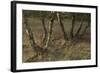 Birch (Betula Sp) Trees Growing Amongst Old Railway Sidings, Berlin, Germany, June-Florian Mã¶Llers-Framed Photographic Print
