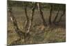 Birch (Betula Sp) Trees Growing Amongst Old Railway Sidings, Berlin, Germany, June-Florian Mã¶Llers-Mounted Photographic Print