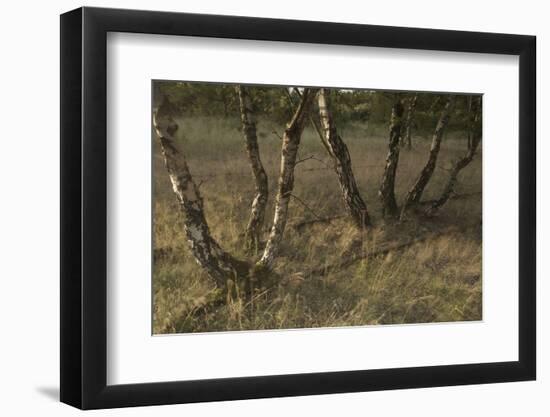 Birch (Betula Sp) Trees Growing Amongst Old Railway Sidings, Berlin, Germany, June-Florian Mã¶Llers-Framed Photographic Print