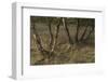 Birch (Betula Sp) Trees Growing Amongst Old Railway Sidings, Berlin, Germany, June-Florian Mã¶Llers-Framed Photographic Print