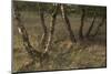 Birch (Betula Sp) Trees Growing Amongst Old Railway Sidings, Berlin, Germany, June-Florian Mã¶Llers-Mounted Photographic Print