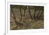 Birch (Betula Sp) Trees Growing Amongst Old Railway Sidings, Berlin, Germany, June-Florian Mã¶Llers-Framed Photographic Print