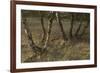 Birch (Betula Sp) Trees Growing Amongst Old Railway Sidings, Berlin, Germany, June-Florian Mã¶Llers-Framed Photographic Print