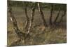 Birch (Betula Sp) Trees Growing Amongst Old Railway Sidings, Berlin, Germany, June-Florian Mã¶Llers-Mounted Photographic Print