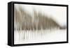 Birch Blur I-Larry Malvin-Framed Stretched Canvas