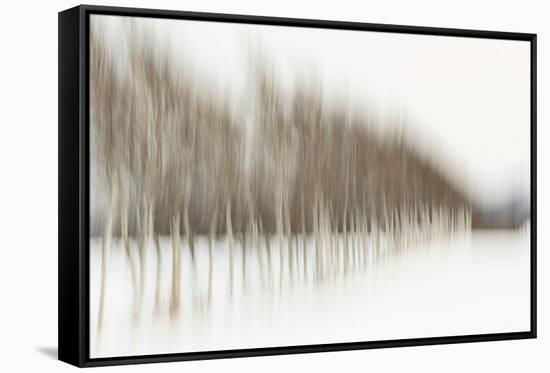 Birch Blur I-Larry Malvin-Framed Stretched Canvas