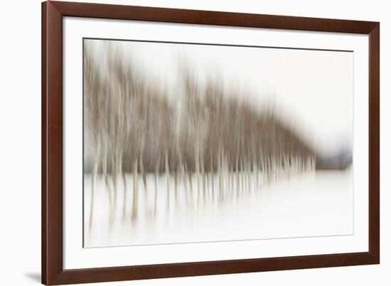 Birch Blur I-Larry Malvin-Framed Photographic Print