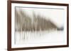 Birch Blur I-Larry Malvin-Framed Photographic Print