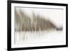 Birch Blur I-Larry Malvin-Framed Photographic Print