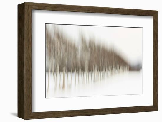 Birch Blur I-Larry Malvin-Framed Photographic Print