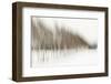 Birch Blur I-Larry Malvin-Framed Photographic Print