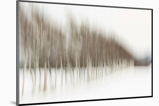 Birch Blur I-Larry Malvin-Mounted Photographic Print