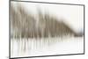 Birch Blur I-Larry Malvin-Mounted Photographic Print