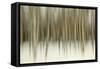 Birch Blur II-Larry Malvin-Framed Stretched Canvas