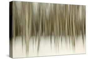 Birch Blur II-Larry Malvin-Stretched Canvas