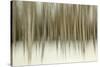 Birch Blur II-Larry Malvin-Stretched Canvas