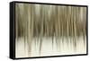 Birch Blur II-Larry Malvin-Framed Stretched Canvas