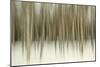 Birch Blur II-Larry Malvin-Mounted Photographic Print