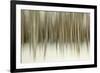 Birch Blur II-Larry Malvin-Framed Photographic Print