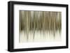 Birch Blur II-Larry Malvin-Framed Photographic Print