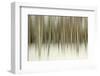 Birch Blur II-Larry Malvin-Framed Photographic Print