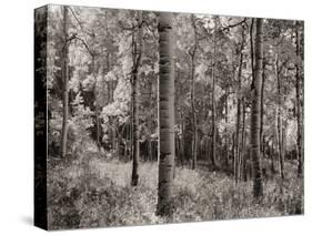 Birch Clearing-Brett Aniballi-Stretched Canvas