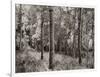 Birch Clearing-Brett Aniballi-Framed Art Print