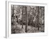 Birch Clearing-Brett Aniballi-Framed Art Print
