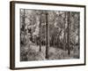 Birch Clearing-Brett Aniballi-Framed Art Print