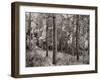 Birch Clearing-Brett Aniballi-Framed Art Print