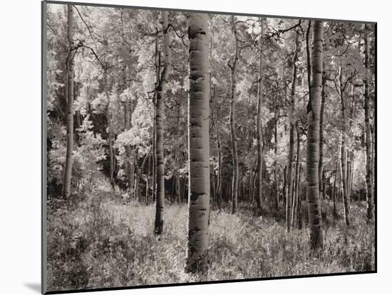 Birch Clearing-Brett Aniballi-Mounted Art Print