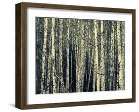 Birch Dream-Robin Dickinson-Framed Art Print