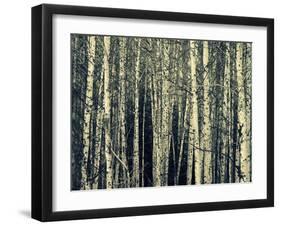 Birch Dream-Robin Dickinson-Framed Art Print