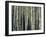 Birch Dream-Robin Dickinson-Framed Art Print