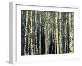 Birch Dream-Robin Dickinson-Framed Art Print