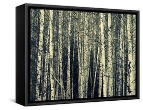 Birch Dream-Robin Dickinson-Framed Stretched Canvas