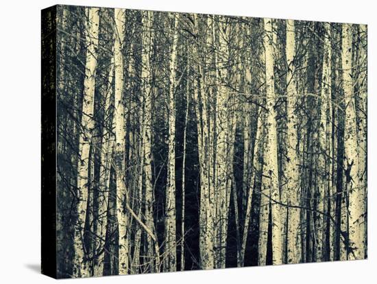 Birch Dream-Robin Dickinson-Stretched Canvas