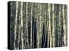 Birch Dream-Robin Dickinson-Stretched Canvas