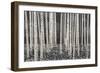 Birch Forest - Dusk-Midori Greyson-Framed Giclee Print