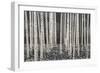 Birch Forest - Dusk-Midori Greyson-Framed Giclee Print