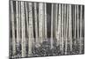 Birch Forest - Dusk-Midori Greyson-Mounted Giclee Print