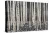 Birch Forest - Dusk-Midori Greyson-Stretched Canvas