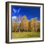 Birch Forest in Full Autumn Colouring, Close Hettstedt, Mansfeld-South Harz, Saxony-Anhalt, Germany-Andreas Vitting-Framed Photographic Print