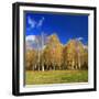 Birch Forest in Full Autumn Colouring, Close Hettstedt, Mansfeld-South Harz, Saxony-Anhalt, Germany-Andreas Vitting-Framed Photographic Print