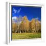 Birch Forest in Full Autumn Colouring, Close Hettstedt, Mansfeld-South Harz, Saxony-Anhalt, Germany-Andreas Vitting-Framed Photographic Print